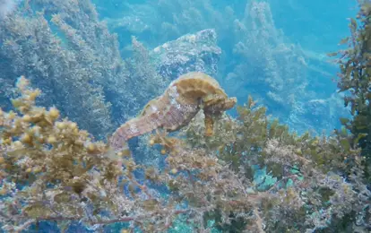 Seahorse.