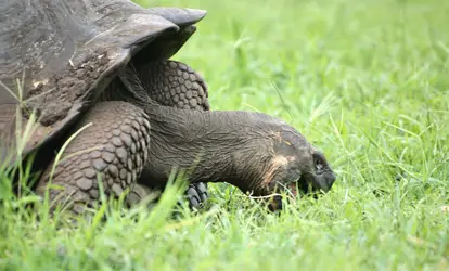 Tortuga Gigante de Galápagos.
